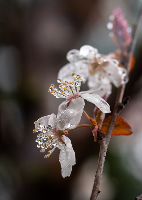 Plum Tree Blossoms in the Rain