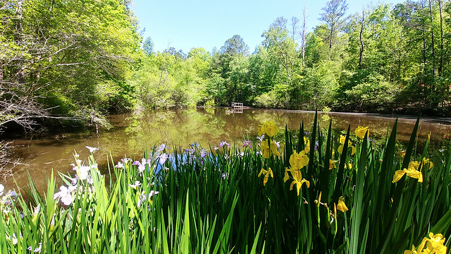 Irises at the turtle pond.