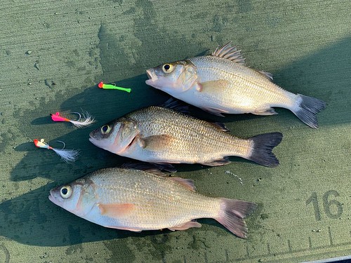 Photo of three white perch and the lures that caught them.