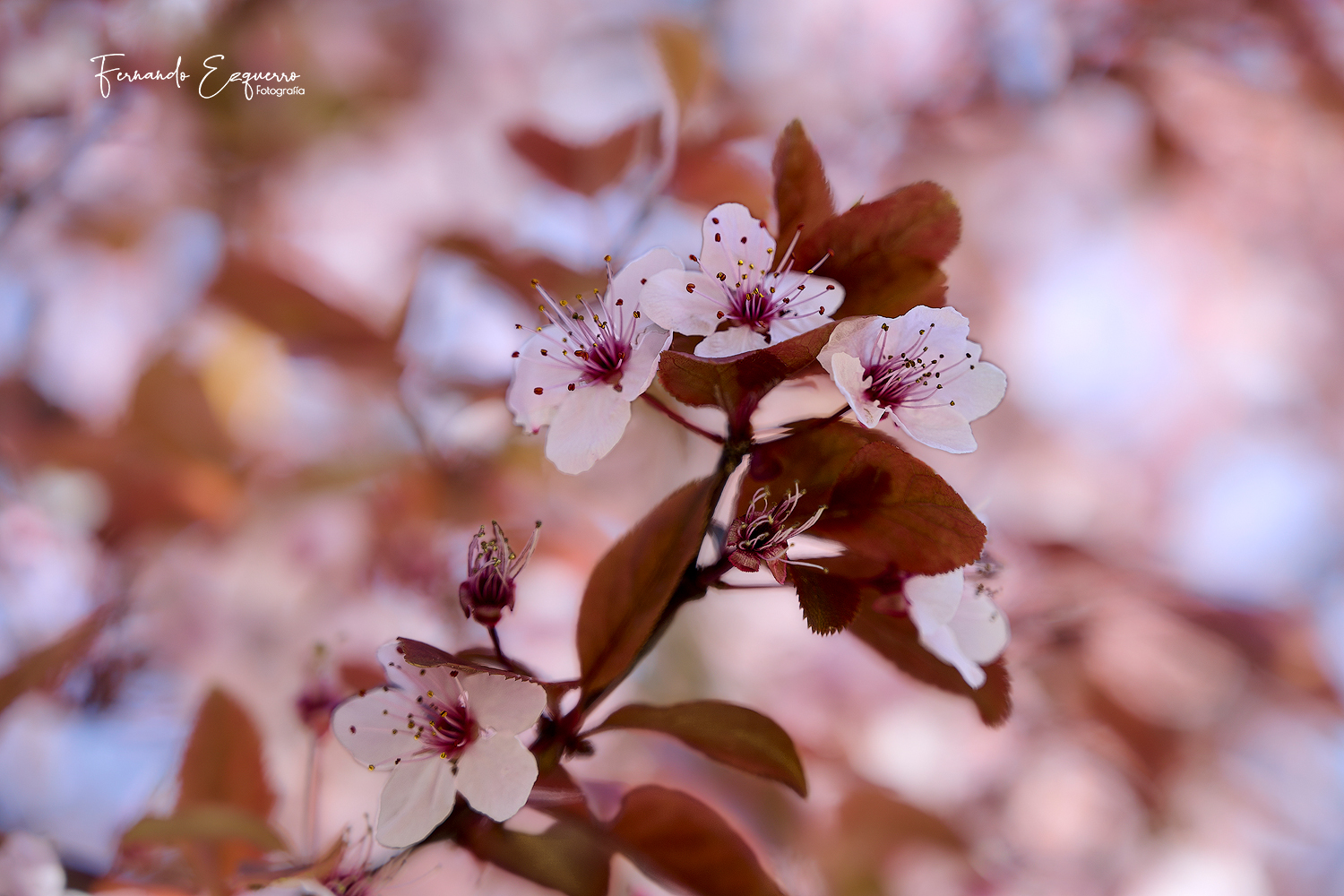 Flor de almendro (Prunus dulcis)