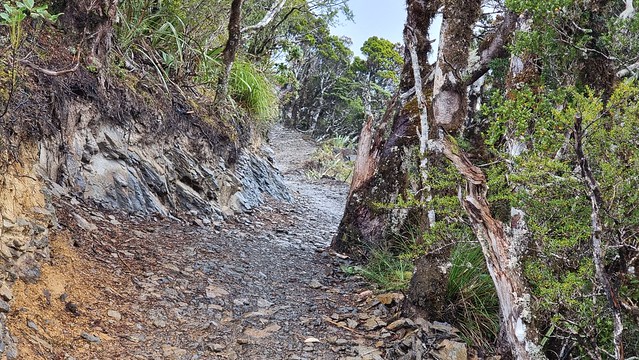 Papāroa Track Moonlight Tops to Pororari Hut