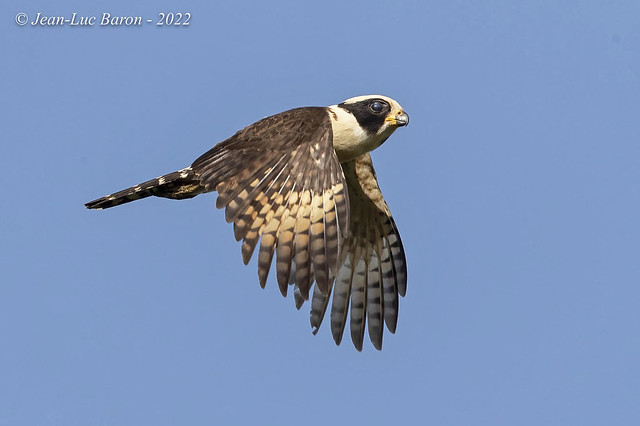 Laughing Falcon (fulvescens) - Herpetotheres cachinnans fulvescens