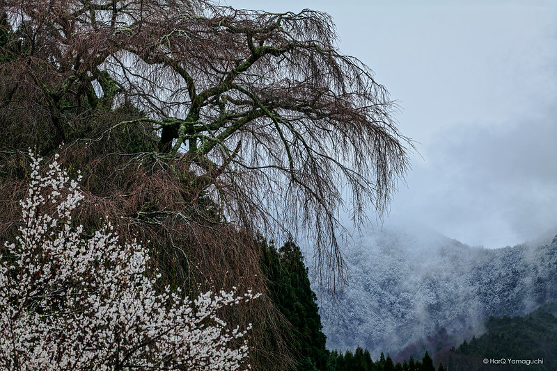 Before the old cherry blossoms ( 冬去春来 )