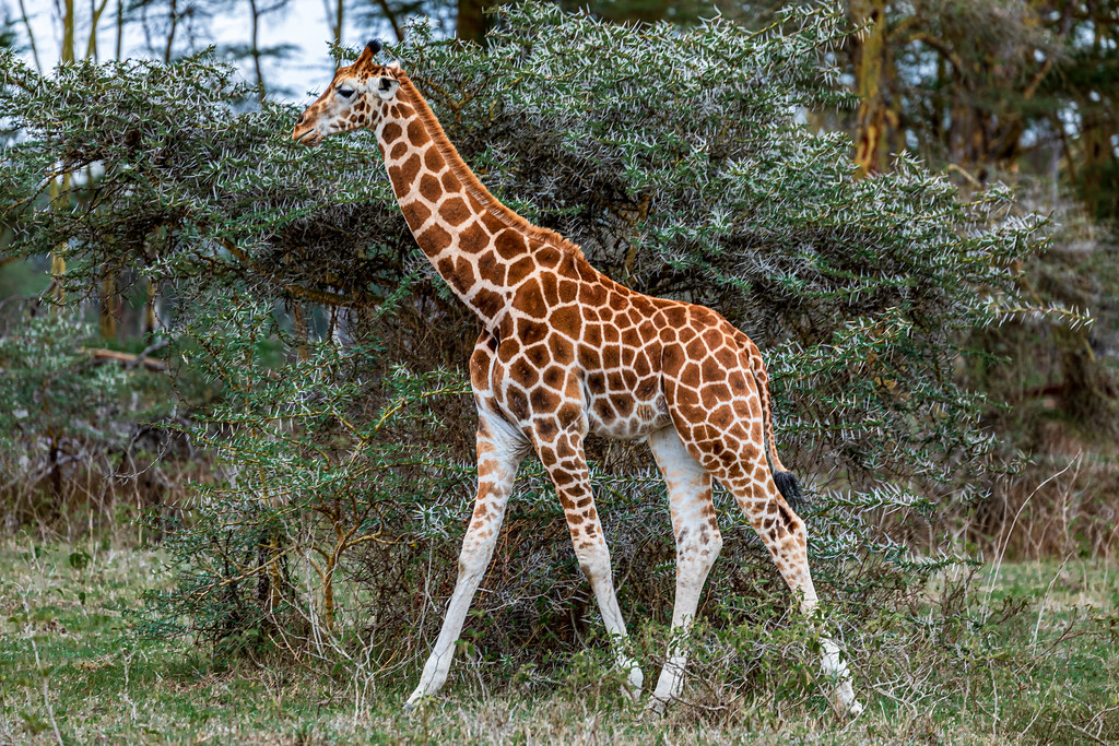 Lake Nakuru National Park, Kenya | Animals of the National P… | Flickr