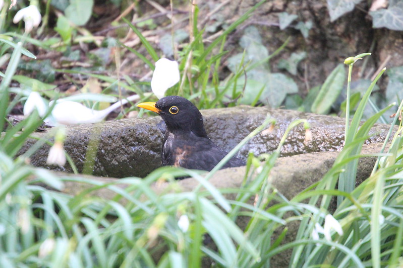Turdus merula (Blackbird)