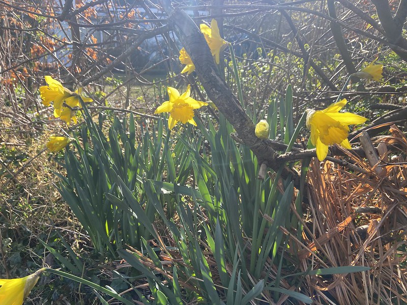 Narcissus sp. (Daffodil)