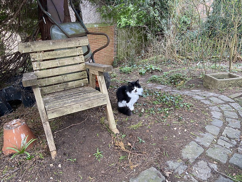 Felis silvestris (domestic cat) 'Mr Mittens' - Durham Garden -- Tue 15 Mar 2022 16-33-56 GMT