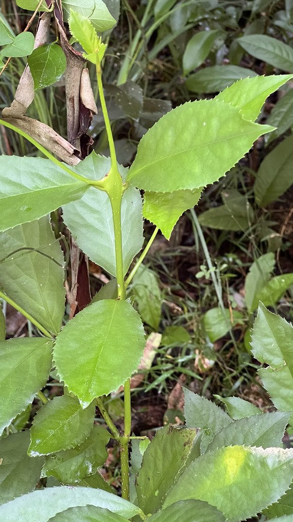 Daphnandra micrantha - Manning River Socketwood