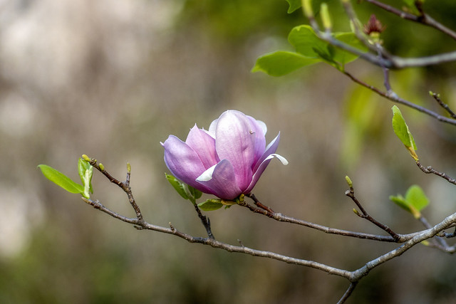 紫玉蘭    Magnolia Liliiflora (Lily Magnolia)