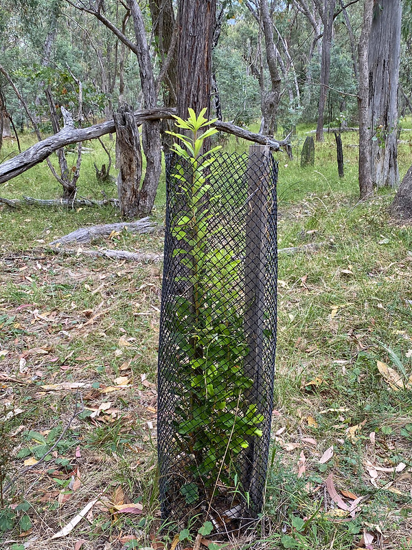 3 - Banksia (Medium) (1342) (NRB)