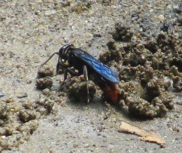 Mole cricket wasp