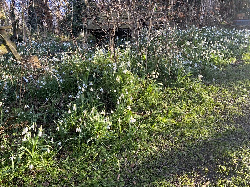 Durham Garden - Galanthus sp. (Snowdrop) -- Sun 06 Mar 2022 15-11-04 GMT