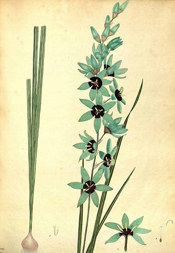 Ixia viridiflora, la curiosa bulbosa dai fiori glauchi scoperta da Thunberg e Masson sulle rive del Breede River