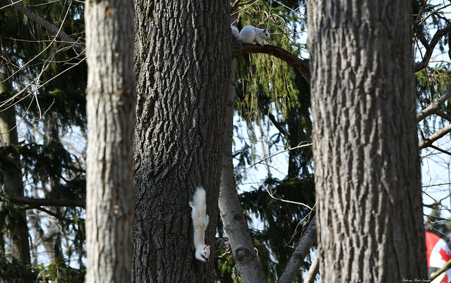 Two White Squirrels on the Same Tree