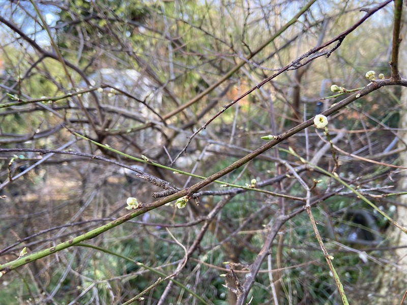 Prunus spinosa (Blackthorn)