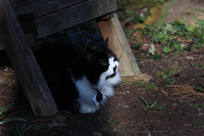 Felis silvestris (domestic cat) 'Mr Mittens' - Durham Garden -- Sat 19 Mar 2022 15-42-29 GMT