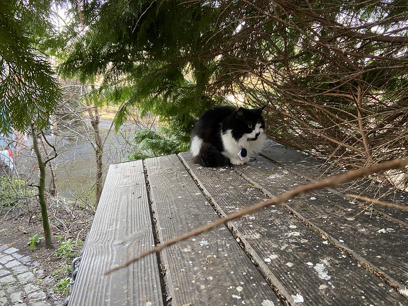 Felis silvestris (domestic cat) 'Mr Mittens' - Durham Garden -- Fri 18 Mar 2022 17-03-01 GMT