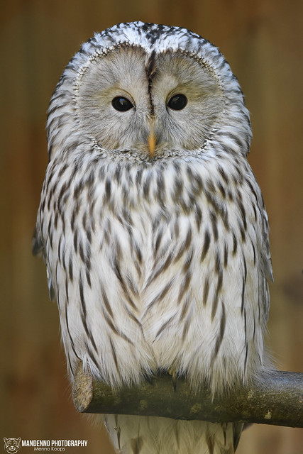 Ural owl - Zoo Amneville