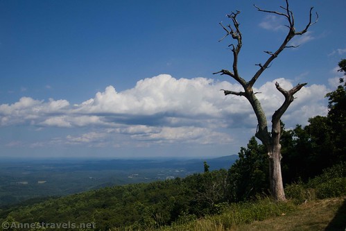 A dead tree and clouds at The Saddle Overlook near Rocky Knob, Blue Ridge Mountains, Virginia