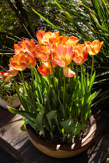 Potted Tulips