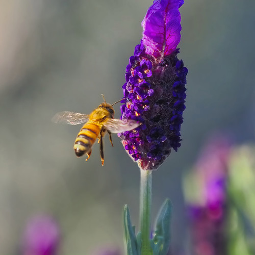 Bee & Flower by greensteves, In the Sunset/Bancroft neighborhood of Walnut Creek, California.bee flower nature olympus bokeh omds