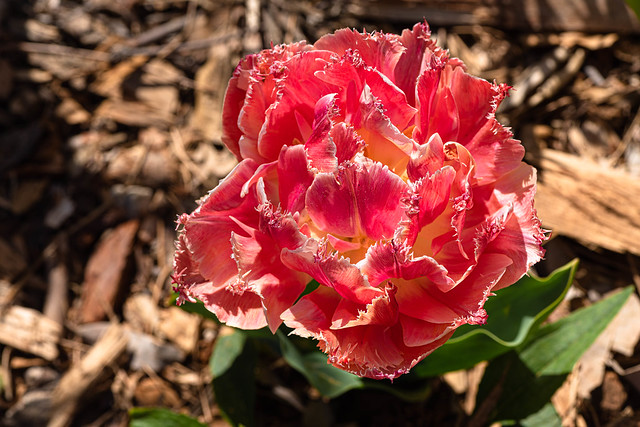 Tulips Garden at Descanso Gardens