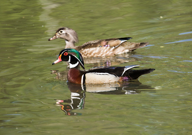 0P7A9046    Wood Duck, Canada