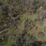 20220322-OC-UNK-0457 Aerial view of downed and damaged trees inear Kingsbury, TX on March 22, 2022. Courtesy Media.