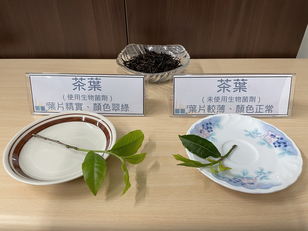 使用生物菌種植後的茶葉較為精實，顏色也更為翠綠。攝影：廖禹婷