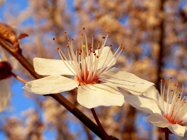 Flower of Prunus ´Pissardii´