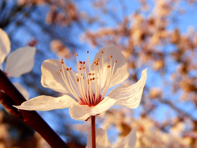 Blutpflaumen-Blüte in der Abendsonne
