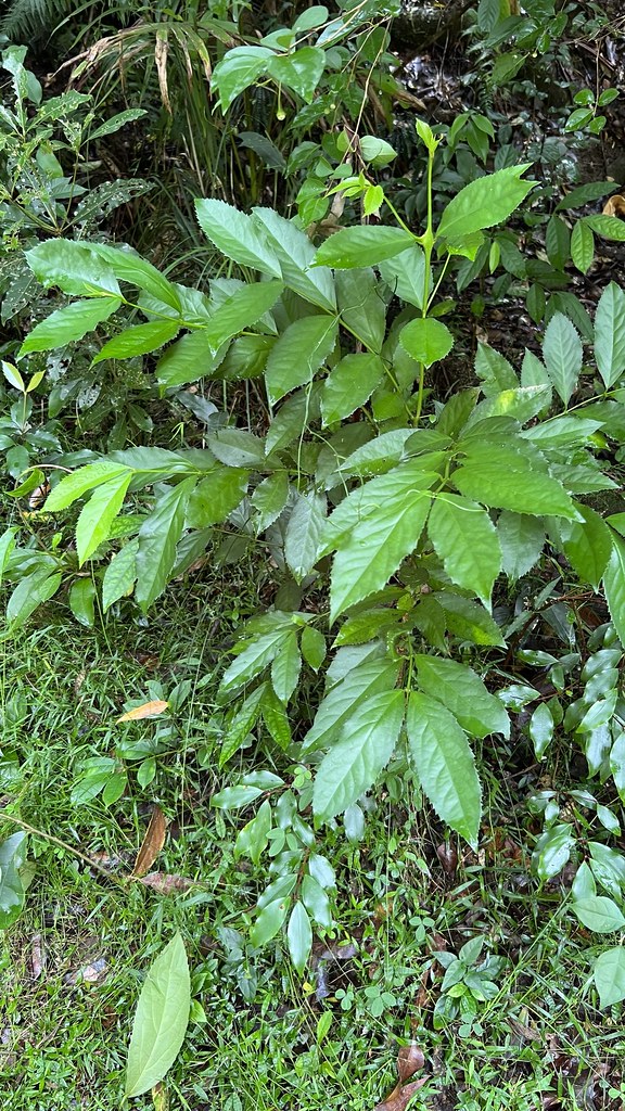 Daphnandra micrantha - Manning River Socketwood