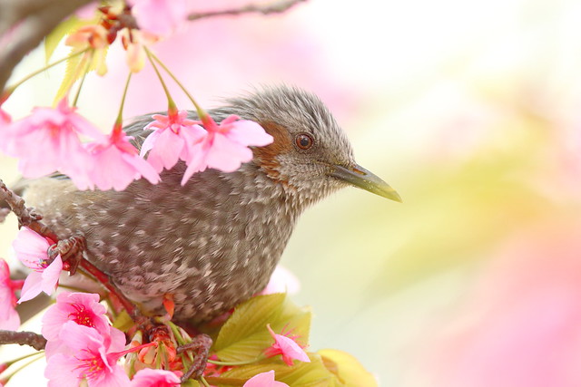 Bird sitting on a cherry branch