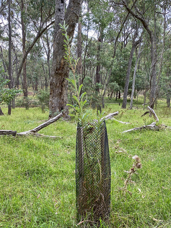 4 - Banksia (Large) (1343) (NRB)