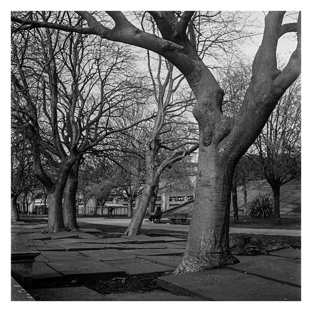 City centre graveyard trees