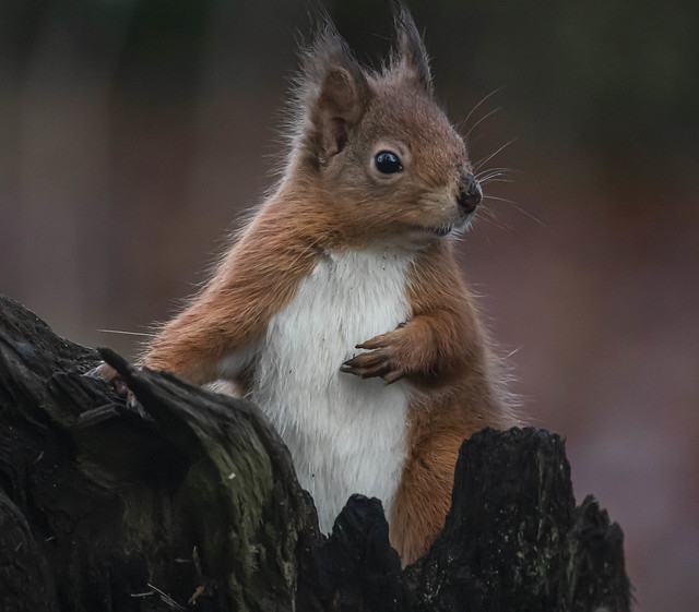 Posing Squirrel private hide Angus Scotland