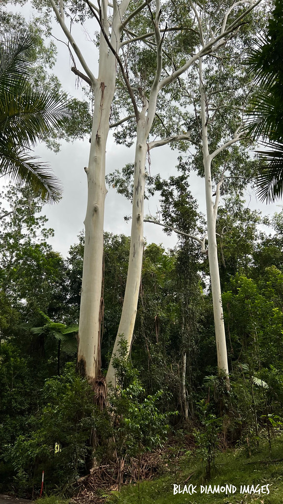 Eucalyptus grandis - Flooded Gum, Rose Gum
