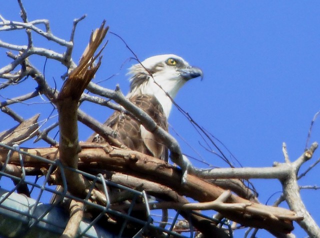 Juvenile Osprey waiting for its parents to return to feed it.