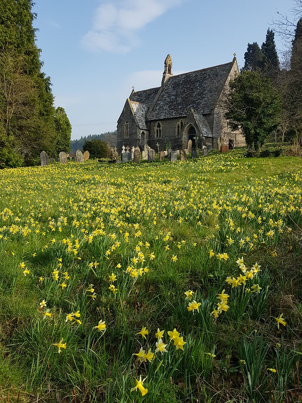 Wild daffodils, Dulas church