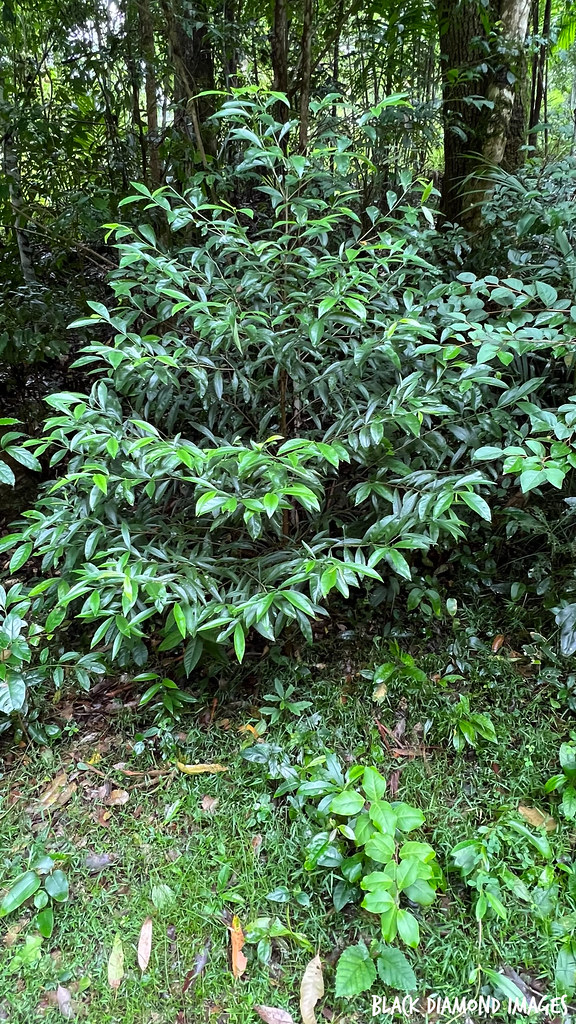 Atractocarpus benthamianus subsp. glaber - Native Gardenia