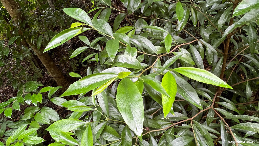 Atractocarpus benthamianus subsp. glaber - Native Gardenia