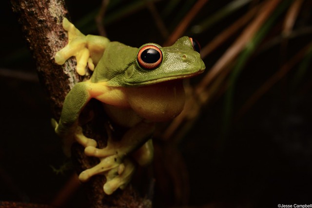 Red-eyed Tree Frog (Litoria chloris). Central Coast, NSW
