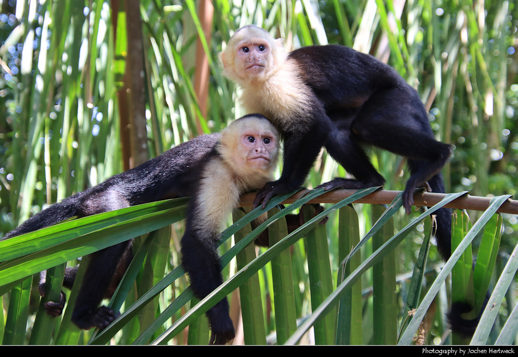 White-faced capuchins, Manuel Antonio NP, Costa Rica