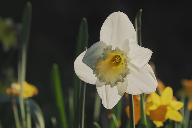 Osterglocke - daffodil