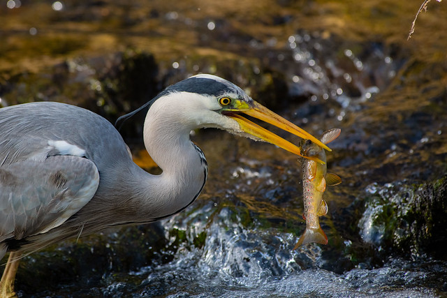 Grey Heron with a wild Brown Trout.