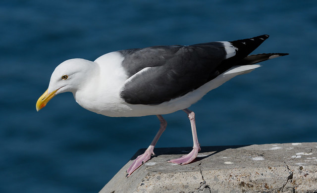 Western Gull (Larus occidentalis) on the Dock