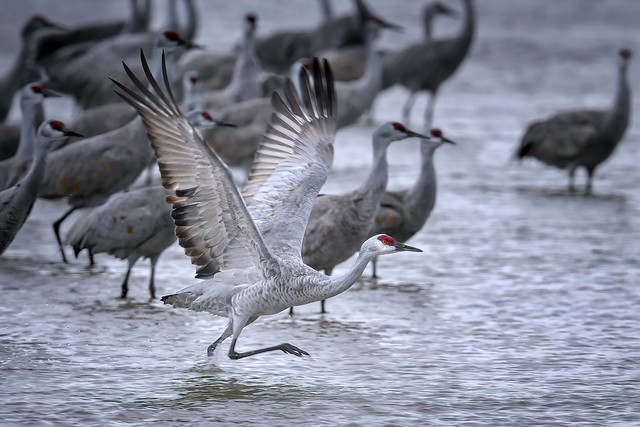 Sandhill crane takes flight in the Platte River in the early morning near Gibbon, Nebraska