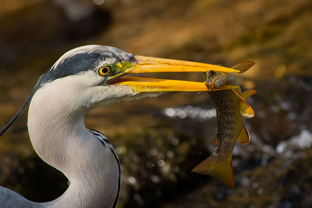 Grey Heron with freshly. caught brown trout.