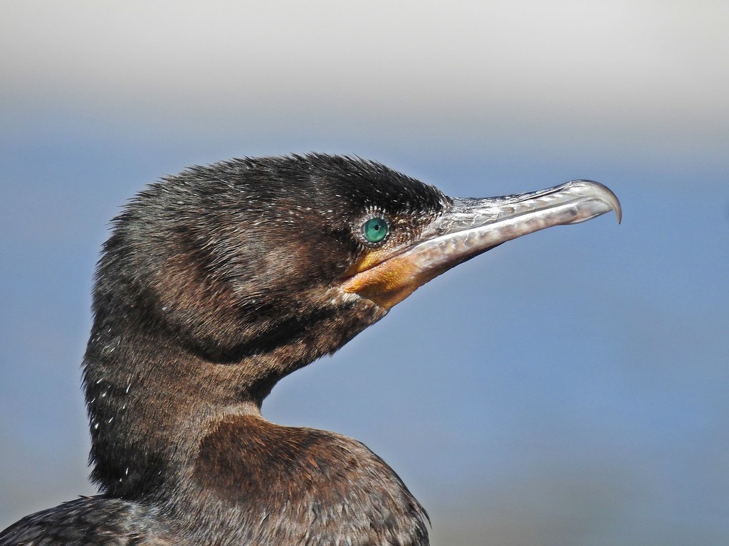 Cormorant Close up 2