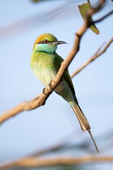 Guêpier d'Orient - Merops orientalis - Asian Green Bee-eater